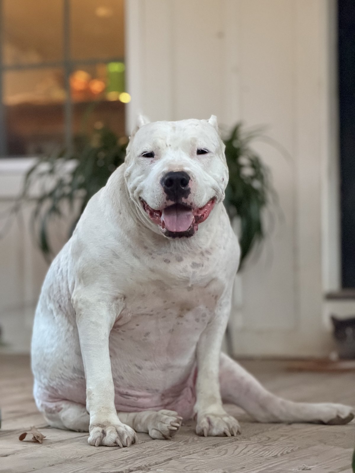 Our beloved pit bull, Gunny